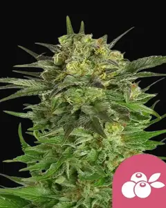 Haze Berry