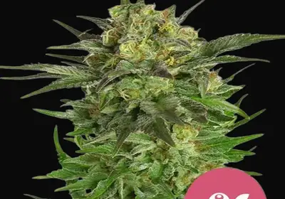 Haze Berry