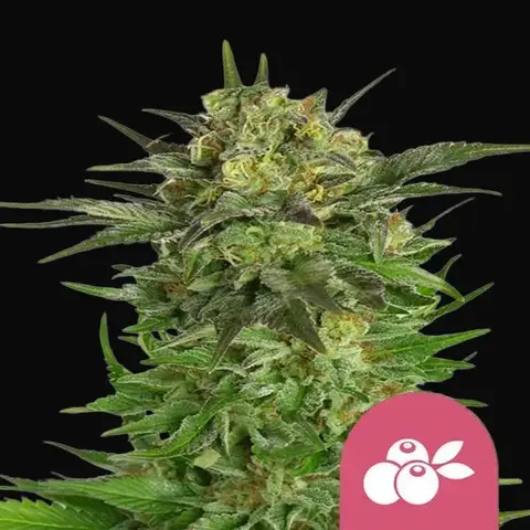 Haze Berry