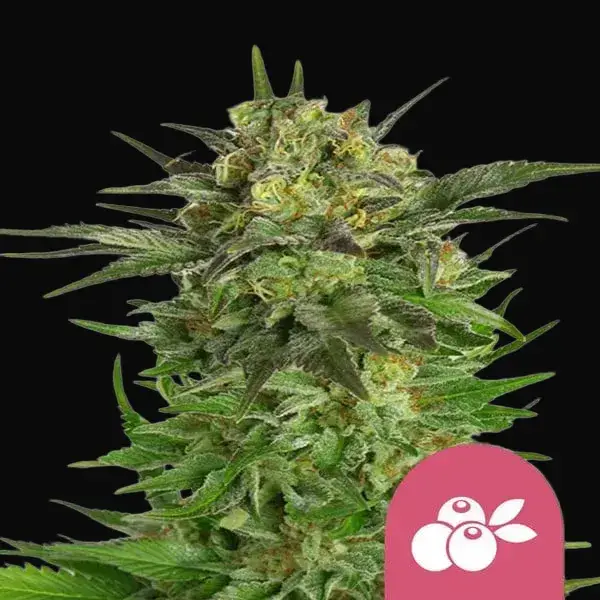 Haze Berry