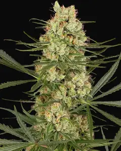 Haze Dawg Automatic