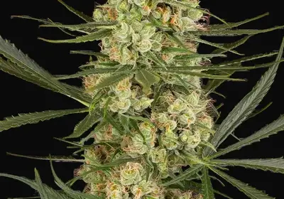 Haze Dawg Automatic