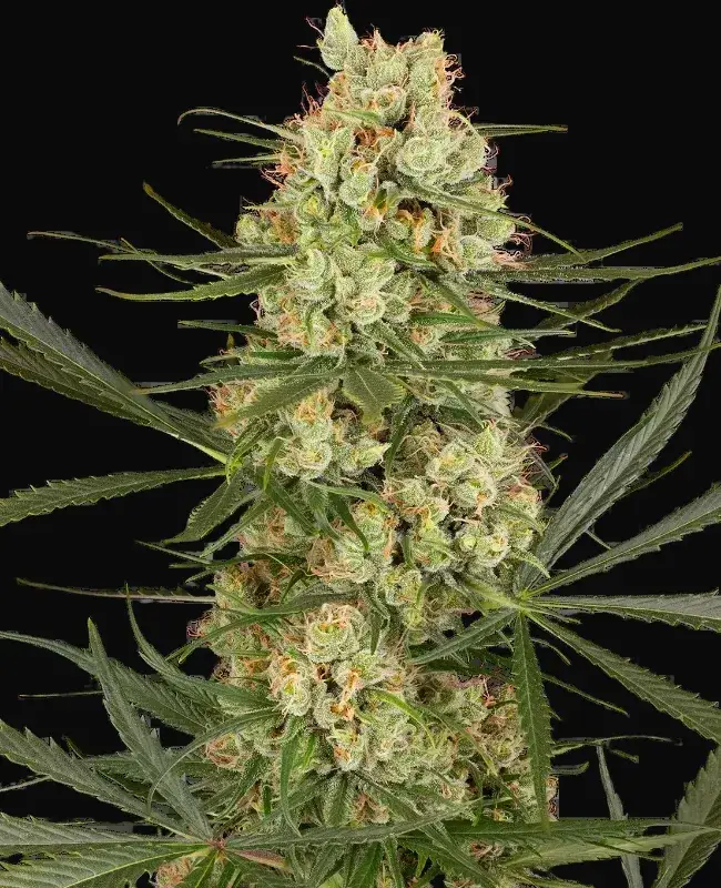 Haze Dawg Automatic