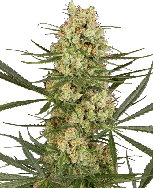 Haze Dawg Automatic