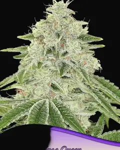 Haze Queen