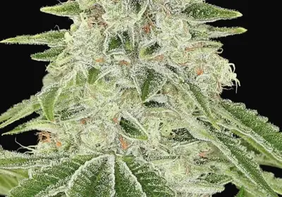 Haze Queen