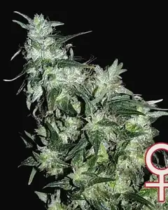 Haze Special
