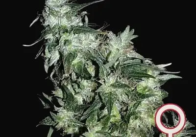 Haze Special