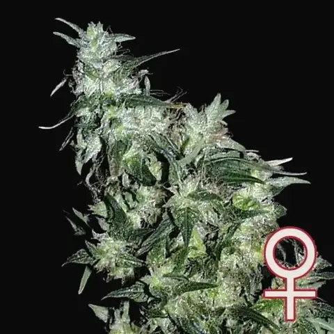 Haze Special
