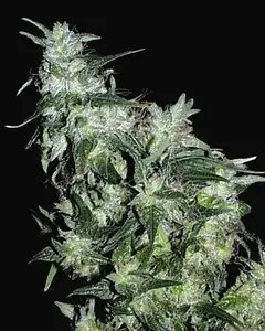 Haze Special Regular