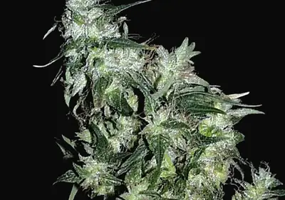 Haze Special Regular