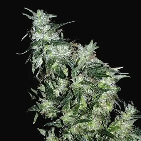 Haze Special Regular