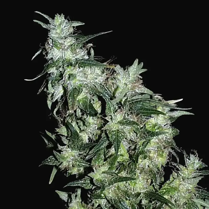 Haze Special Regular