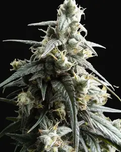 Haze x Kali China