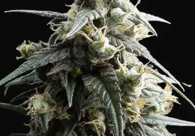 Haze x Kali China
