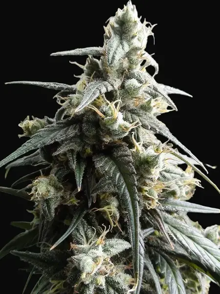 Haze x Kali China
