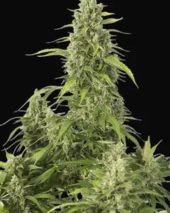 Haze XXL Auto