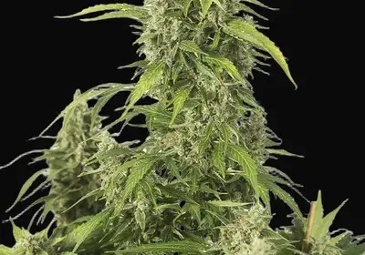 Haze XXL Auto