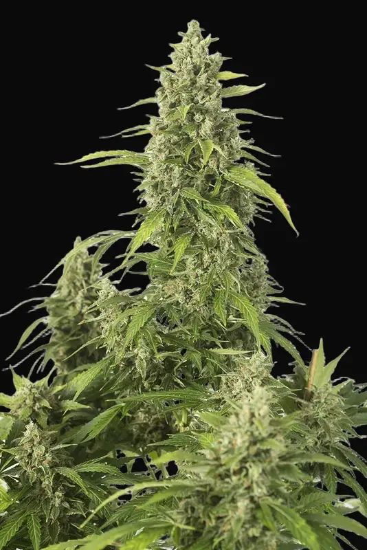 Haze XXL Auto