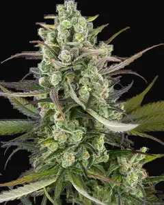 Headband Kiwi Automatic