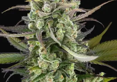 Headband Kiwi Automatic