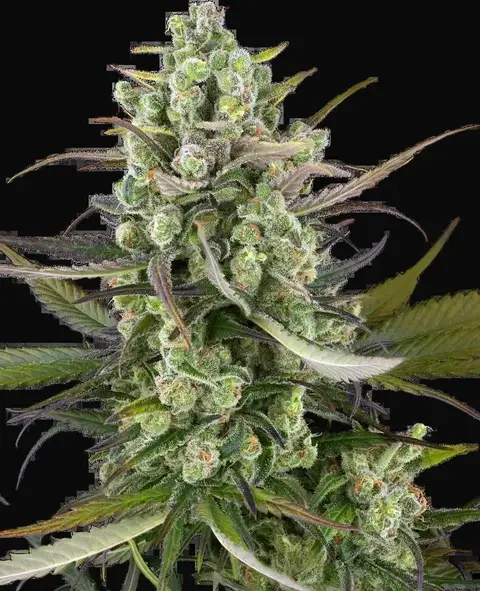 Headband Kiwi Automatic