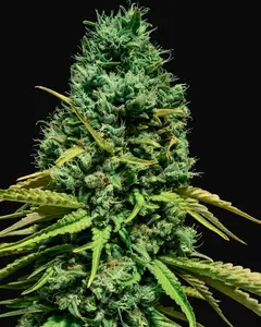 Hell Bells OG