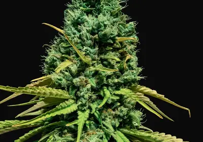 Hell Bells OG