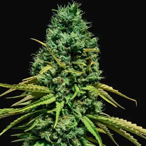 Hell Bells OG