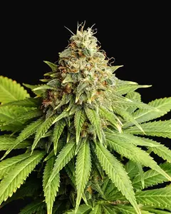 Hellfire OG