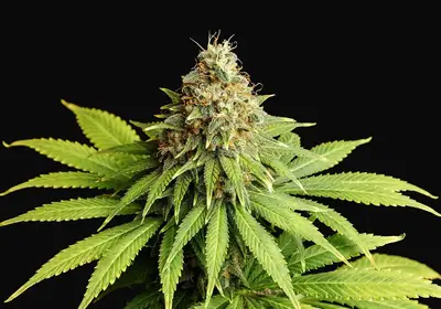 Hellfire OG