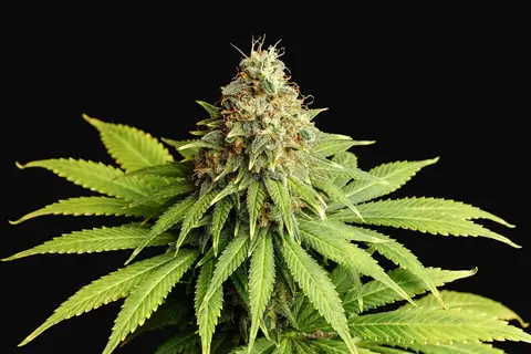 Hellfire OG