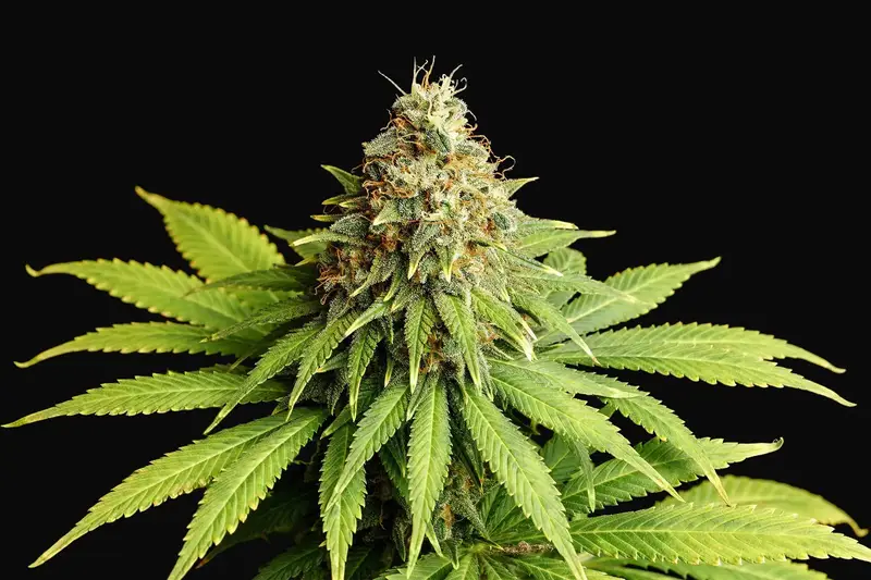 Hellfire OG