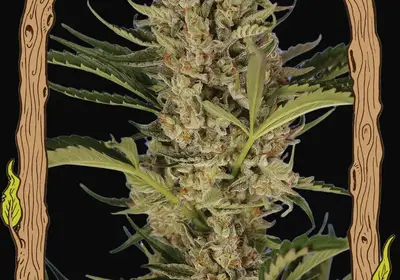 Herz OG Auto