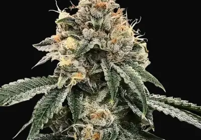 HG23 AKA Michael Jordan