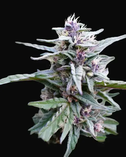 Hi-Biscus