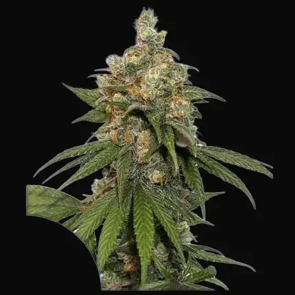 HiFi 4G