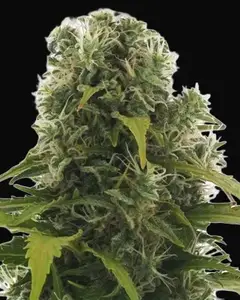 High Density Auto