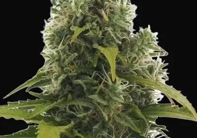 High Density Auto