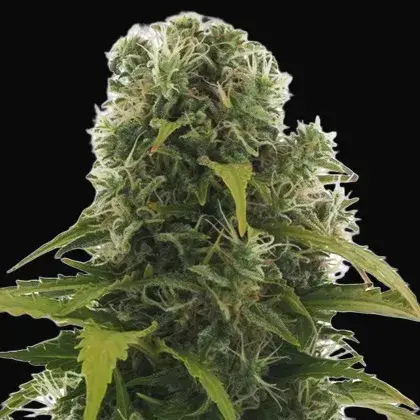 High Density Auto