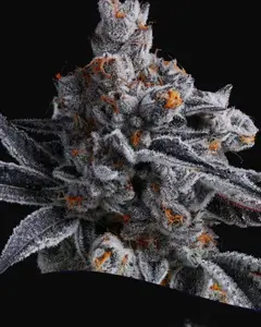 High Mars