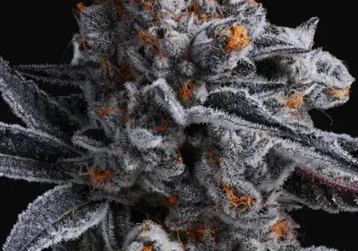 High Mars