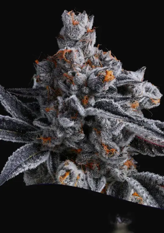 High Mars