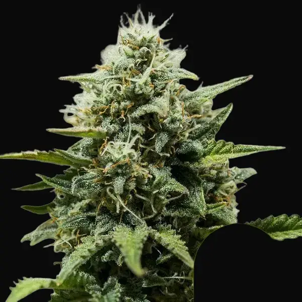 High THC Auto Pack — zdjęcie 4