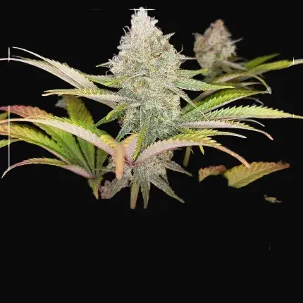 High THC Trial Pack — zdjęcie 2