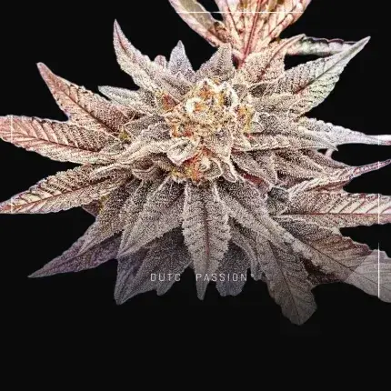 High THC Trial Pack — zdjęcie 5