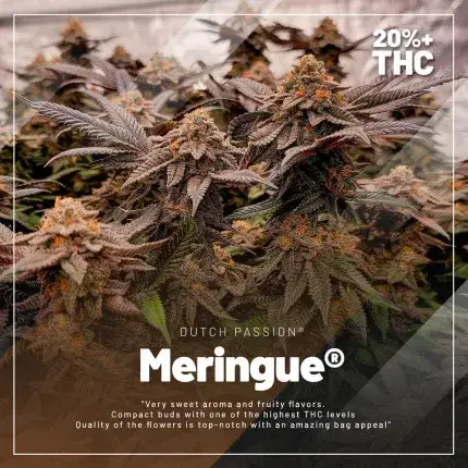 High THC Trial Pack — zdjęcie 4