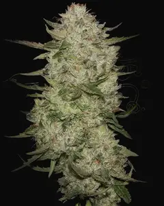 HighCloudZ Auto