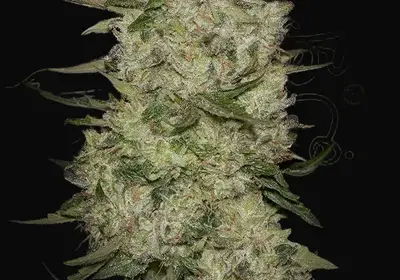 HighCloudZ Auto
