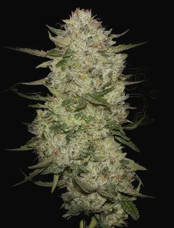 HighCloudZ Auto